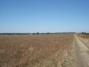 Продам участок в Гвардейском,  10 соток. Срочно!