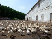 Продажа Фермы. Земли промышленного назначения.
